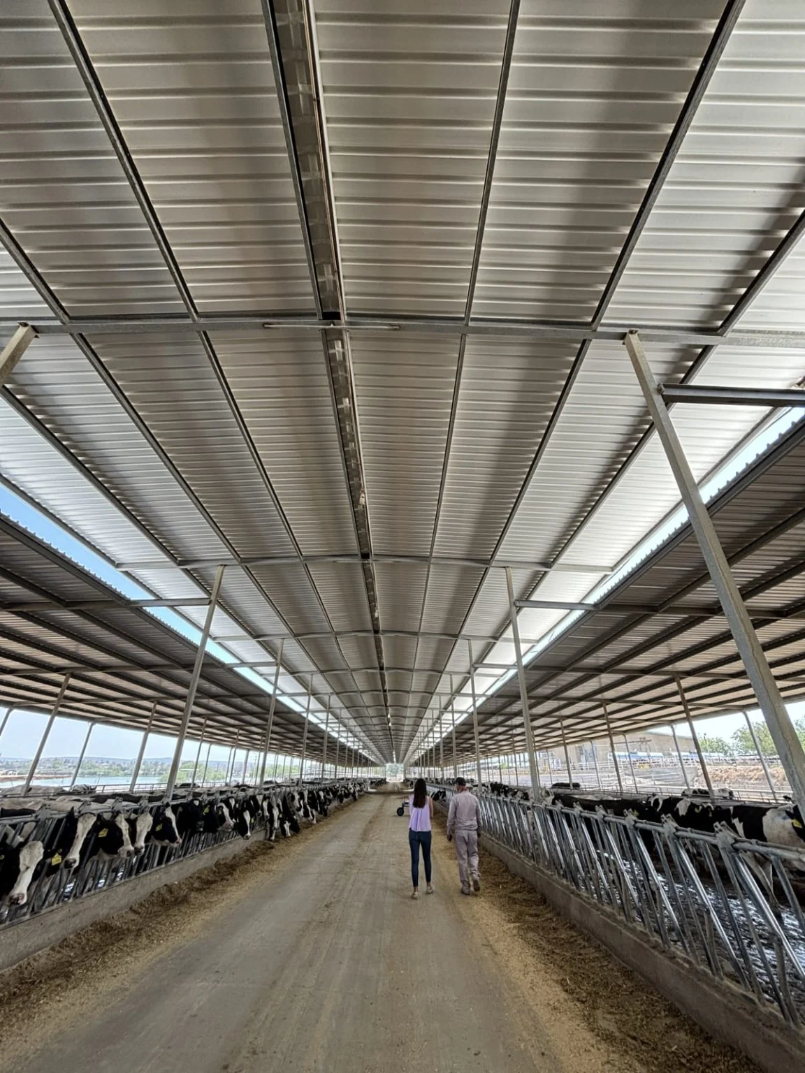 Lámina PVC Klar instalada en una granja